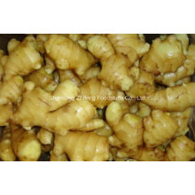 200g y hasta New Crop Ginger